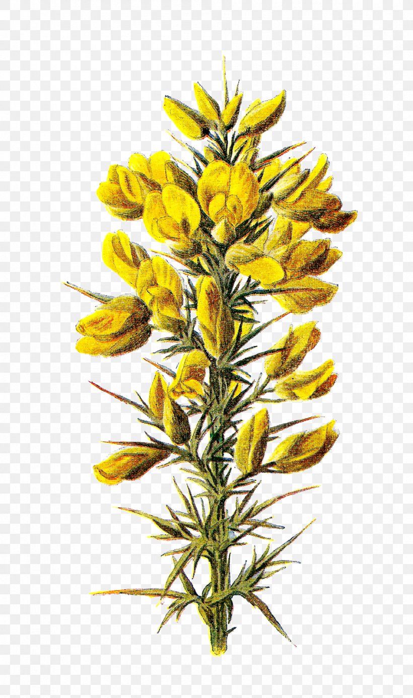 Ulex Europaeus Familiar Wild Flowers Wildflower Botany, PNG, 946x1600px, Ulex Europaeus, Botany, Broom, Commodity, Familiar Wild Flowers Download Free