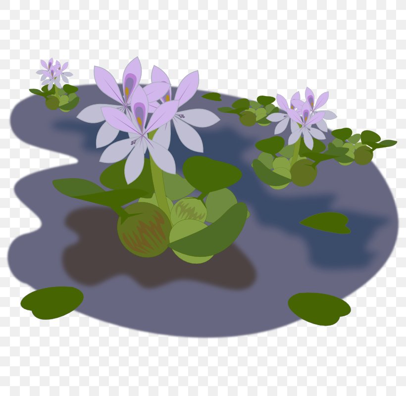 Pond Common Water Hyacinth Clip Art, PNG, 800x800px, Pond, Aquatic Plants, Common Water Hyacinth, Flora, Floral Design Download Free