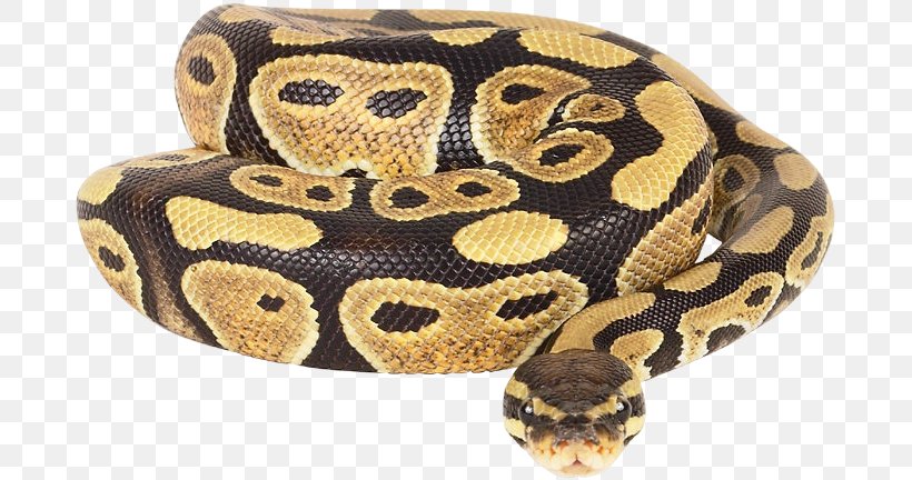 Snake Ball Python Reticulated Python African Rock Python, PNG, 687x432px, Snake, African Rock Python, Ball Python, Boa Constrictor, Boas Download Free