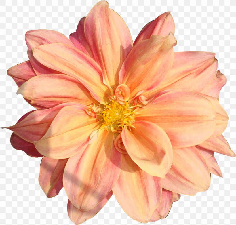 Flower Rose Clip Art, PNG, 1282x1224px, Flower, Annual Plant, Color, Cut Flowers, Dahlia Download Free