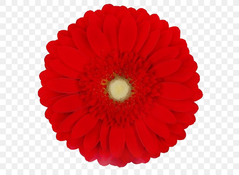 Red Watercolor Flowers, PNG, 600x600px, Watercolor, Alamy, Barberton Daisy, Boutique, Clothing Download Free