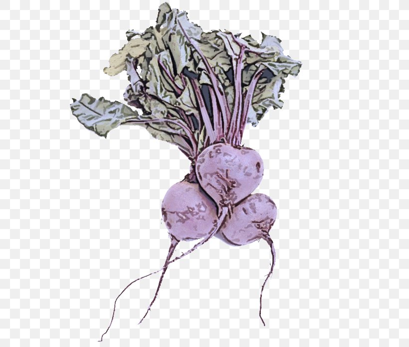 Turnip Vegetable Rutabaga Plant Beetroot, PNG, 700x697px, Turnip, Beetroot, Flower, Plant, Root Vegetable Download Free