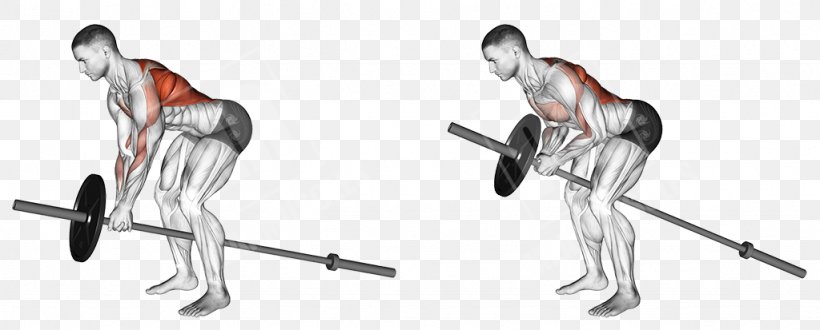 Bent-over Row Exercise Muscle Trapezius, PNG, 1024x413px, Watercolor, Cartoon, Flower, Frame, Heart Download Free