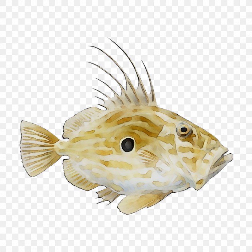 Fauna Fish, PNG, 1116x1116px, Fauna, Bonyfish, Fish, Porcupine Fishes Download Free