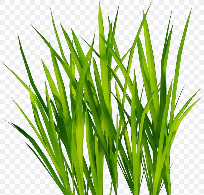 Grass Plant Green Grass Family Chives, PNG, 905x867px, Watercolor, Chives, Flowering Plant, Grass, Grass Family Download Free