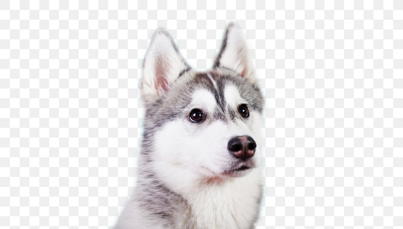 Miniature Siberian Husky Canadian Eskimo Dog Tamaskan Dog Sakhalin Husky, PNG, 700x466px, Miniature Siberian Husky, Alaskan Klee Kai, Alaskan Malamute, Canadian Eskimo Dog, Carnivoran Download Free