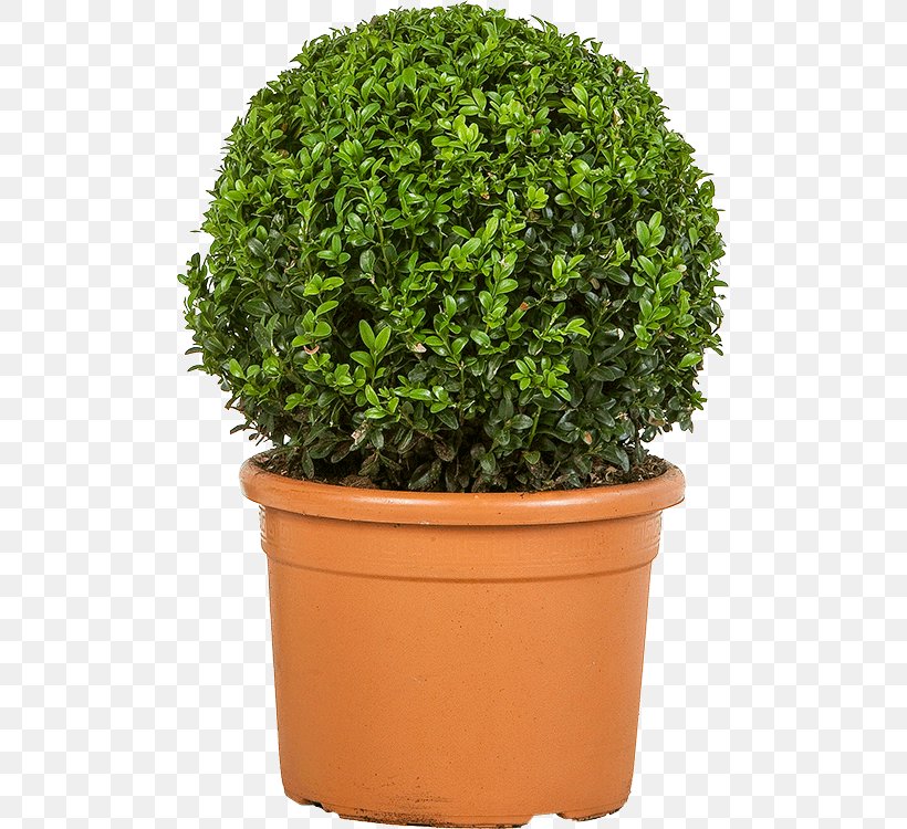 Shrub Lonicera Nitida Buxus Sempervirens Turnhout Plant, PNG, 499x750px, Shrub, Box, Buxus Sempervirens, Evergreen, Flowerpot Download Free