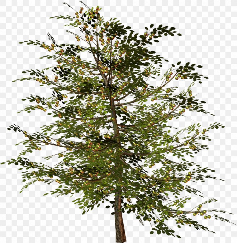 Tree Woody Plant Twig Branch, PNG, 1245x1276px, Tree, Blog, Branch, Evergreen, Flowering Plant Download Free