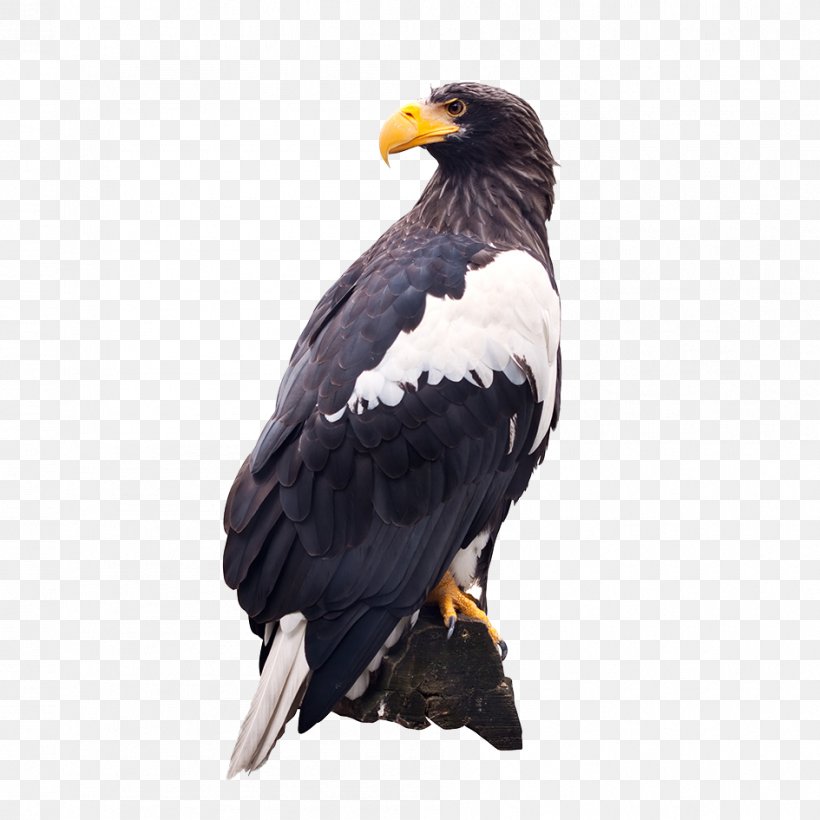 Bald Eagle White-tailed Eagle Shiretoko Peninsula Shiretoko National Park Steller's Sea Eagle, PNG, 945x945px, White Tailed Eagle, Accipitriformes, Bald Eagle, Banco De Imagens, Beak Download Free