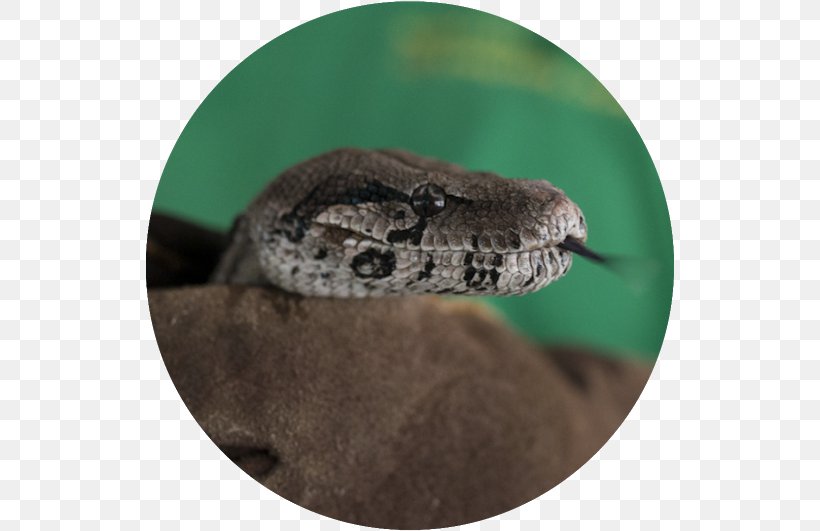 Boa Constrictor Rattlesnake Boas Reptile, PNG, 530x531px, Boa Constrictor, Bank Of America, Boas, Fauna, Hognose Download Free