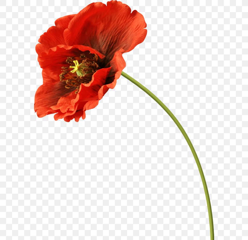 Common Poppy Clip Art Image, PNG, 596x793px, Poppy, Common Poppy, Coquelicot, Cut Flowers, Drawing Download Free