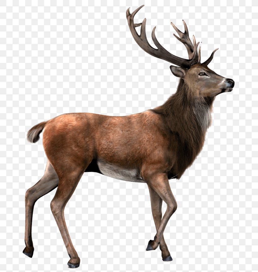 Deer Elk Moose, PNG, 700x865px, Deer, Antler, Elk, Fauna, Horn Download Free