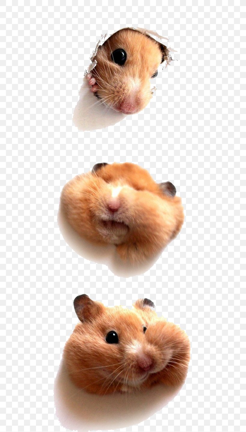 Hamster Bear Kitten Puppy Rodent, PNG, 553x1441px, Watercolor, Cartoon, Flower, Frame, Heart Download Free