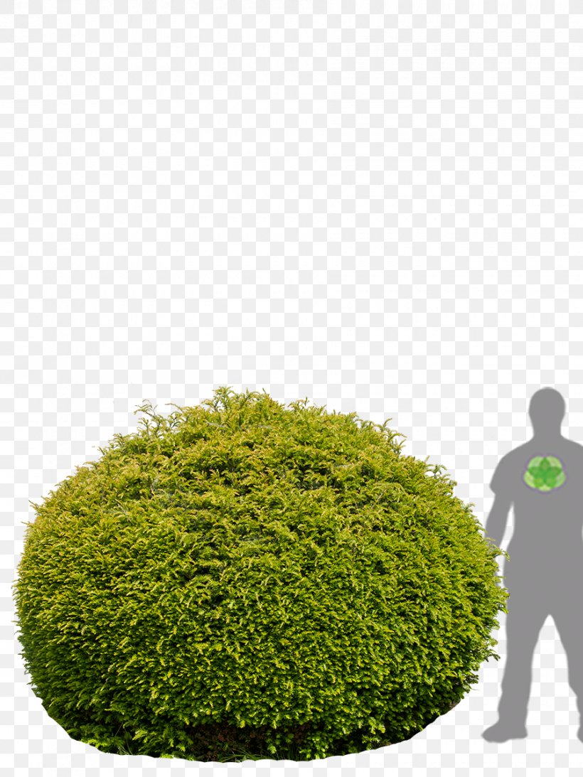 Hedge English Yew Evergreen Flowerpot Tree, PNG, 900x1200px, Hedge, Berry, Bonsai, Carpinus Betulus, Composite Material Download Free
