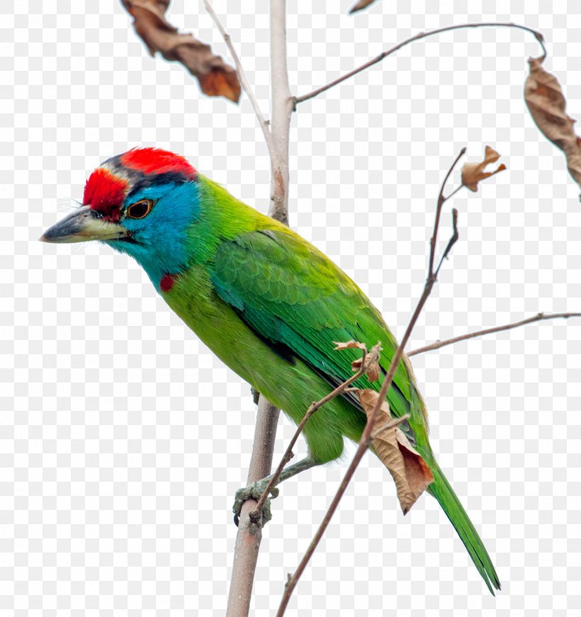Macaw Parakeet Feather Beak Wing, PNG, 1505x1600px, Macaw, Beak, Bird, Common Pet Parakeet, Fauna Download Free
