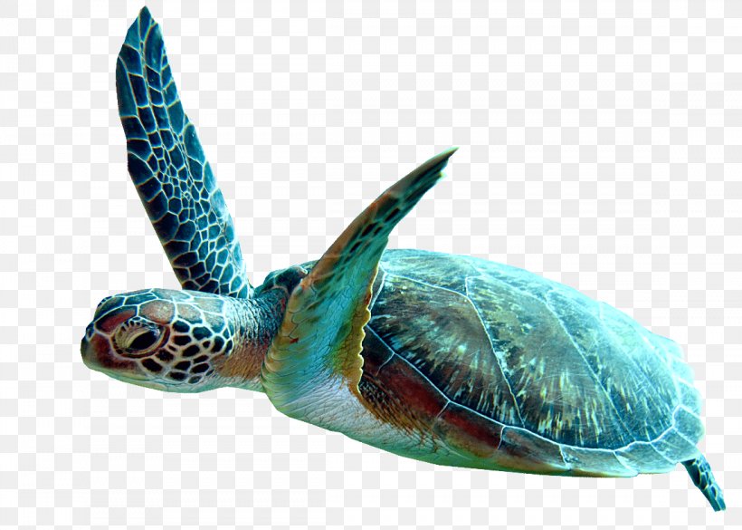 Sea Turtle Background, PNG, 1148x820px, Loggerhead Sea Turtle, Animal, Biology, Box Turtles, Caretta Download Free