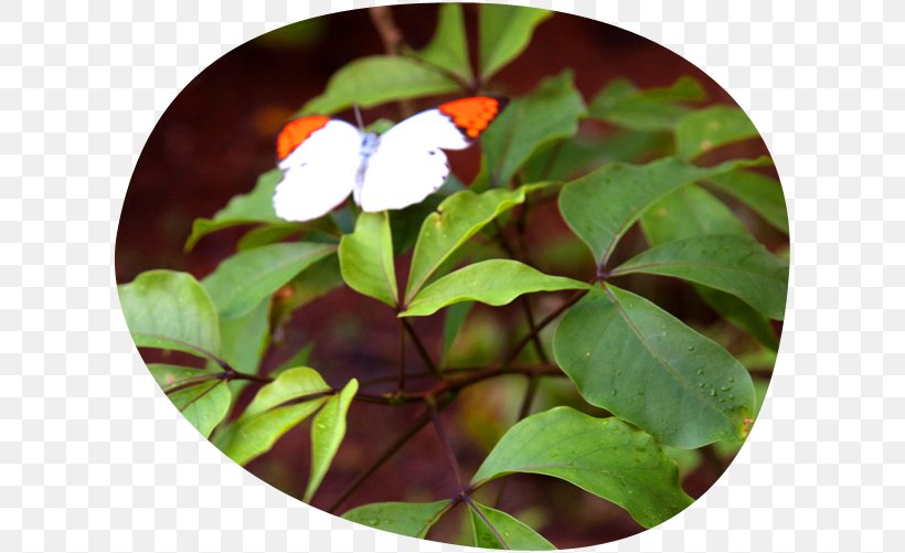 Shoeblackplant Clip Art Butterfly Common Hibiscus Mallows, PNG, 616x501px, Shoeblackplant, Butterfly, Common Hibiscus, Insect, Invertebrate Download Free