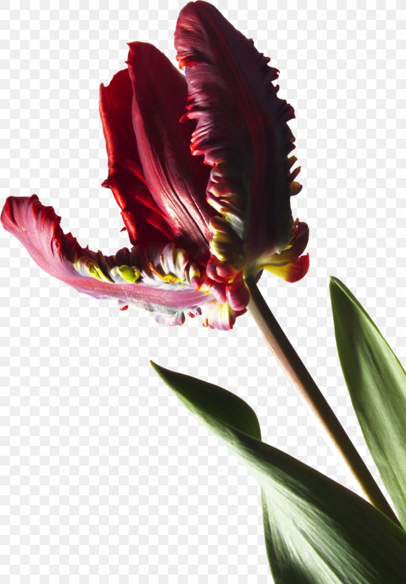 Stock Photography Parrot Tulips Plant Royalty-free, PNG, 890x1280px, Photography, Flower, Flowering Plant, Istock, Magenta Download Free