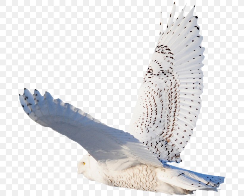 Eagle Feather Bird .com Hawk, PNG, 700x659px, Eagle, Aile, Animal, Beak, Bird Download Free
