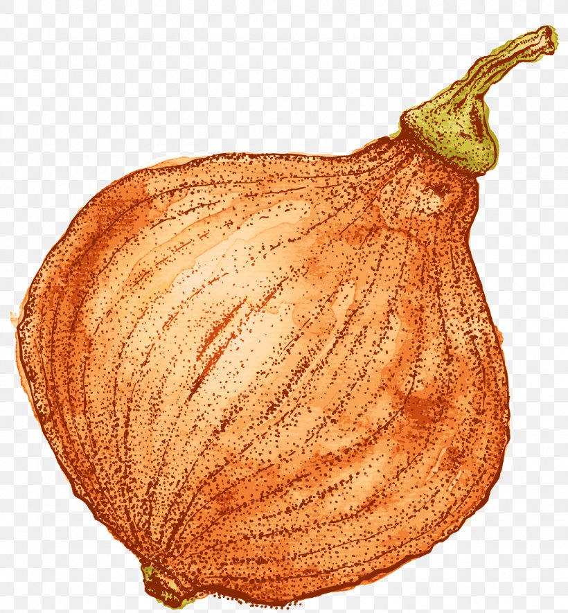 Fruit Squash Commodity, PNG, 1335x1442px, Fruit, Commodity, Cucurbita, Food, Squash Download Free