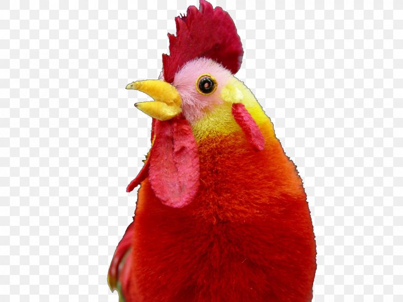 Rooster Toy Stock Photography, PNG, 1000x751px, Rooster, Beak, Bird, Celosia Cristata, Chicken Download Free
