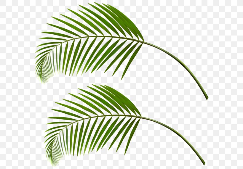 Arecaceae Leaf Palm Branch Clip Art, PNG, 600x571px, Arecaceae, Arecales, Art Museum, Branch, Coco Leaf Download Free
