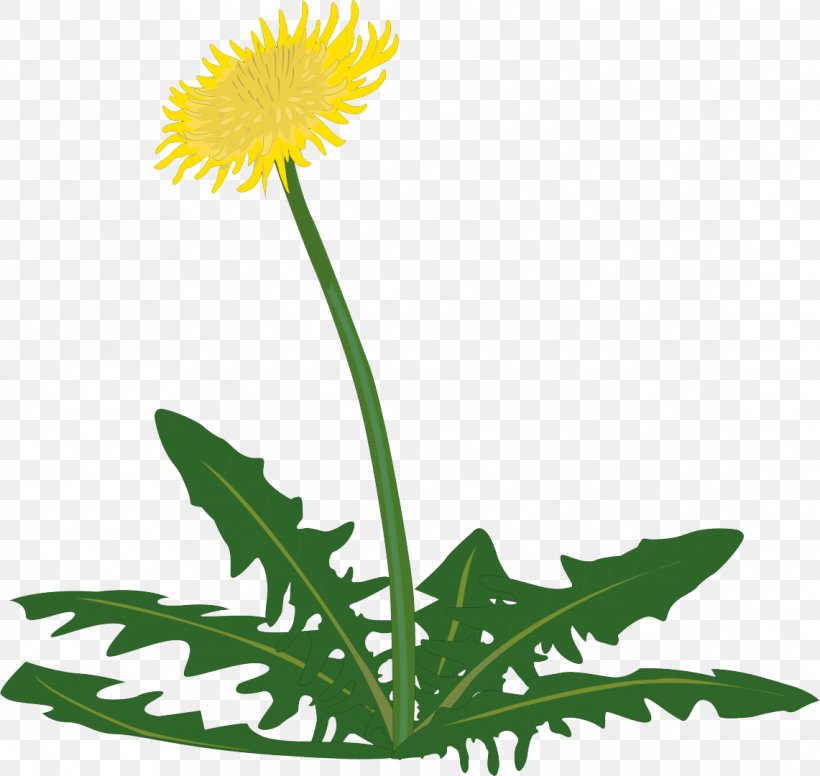 Asia Clip Art, PNG, 1141x1080px, Asia, Common Dandelion, Daisy, Daisy Family, Dandelion Download Free