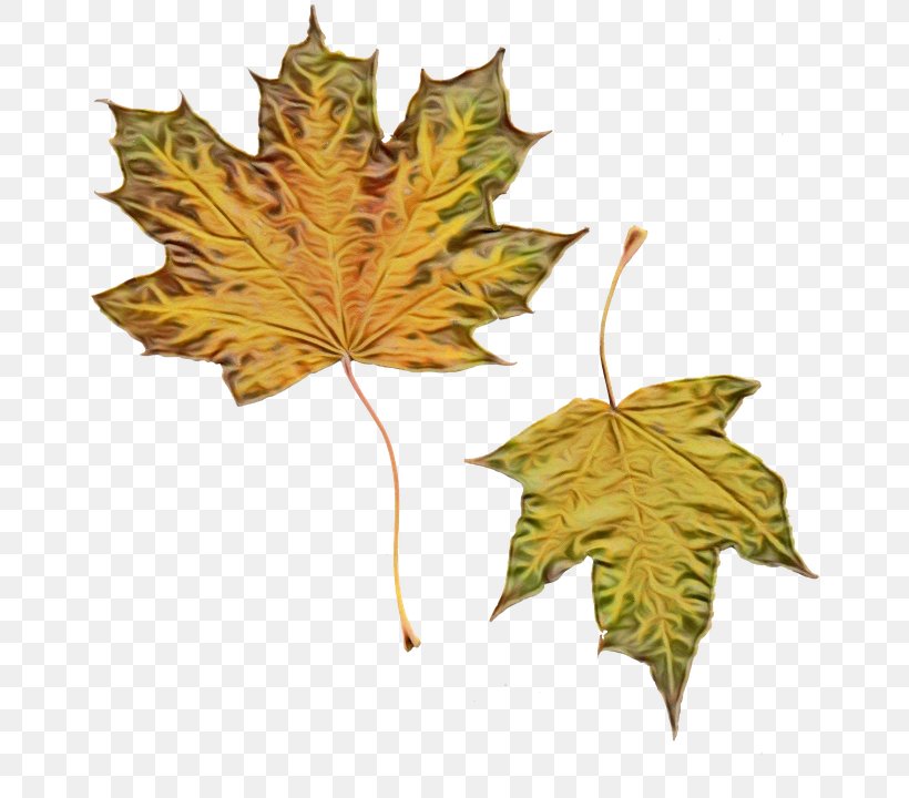 Autumn Leaves Watercolor, PNG, 666x720px, Watercolor, Abscission, Autumn, Autumn Leaf Color, Beech Download Free