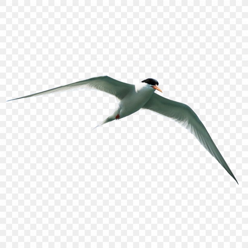 Bird Flight Download, PNG, 2000x2000px, Bird, Beak, Bird Flight, Charadriiformes, Ducks Geese And Swans Download Free