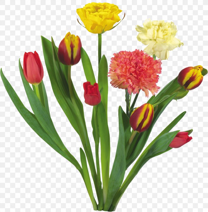 Carnation Tulip Flower Bouquet Garden Roses, PNG, 2606x2656px, Carnation, Android, Cut Flowers, Floral Design, Floristry Download Free