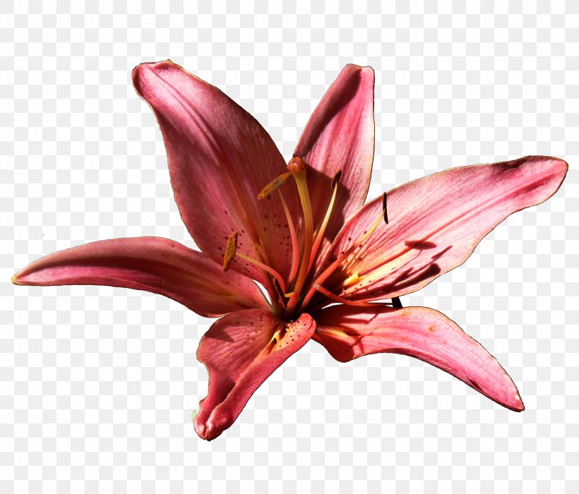 Lilium Flower Daylily Clip Art, PNG, 2864x2448px, Lilium, Cut Flowers, Daylily, Diary, Flower Download Free