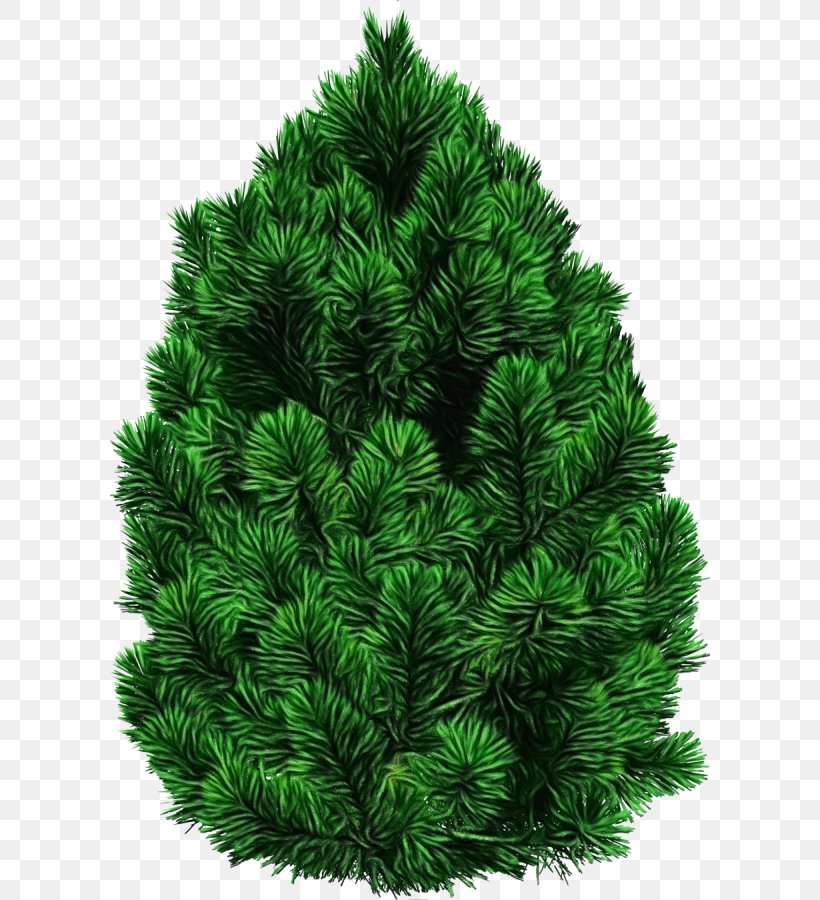 Shortleaf Black Spruce Balsam Fir Columbian Spruce White Pine Colorado Spruce, PNG, 600x900px, Watercolor, Balsam Fir, Canadian Fir, Colorado Spruce, Columbian Spruce Download Free