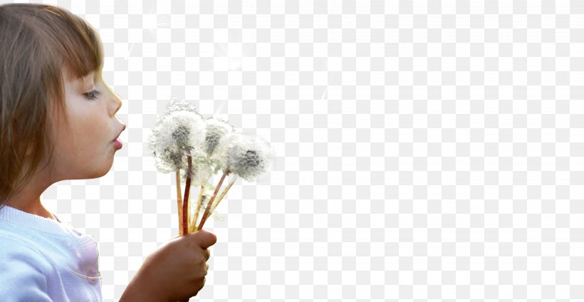 Dandelion Hand Child Download, PNG, 3425x1772px, Watercolor, Cartoon, Flower, Frame, Heart Download Free