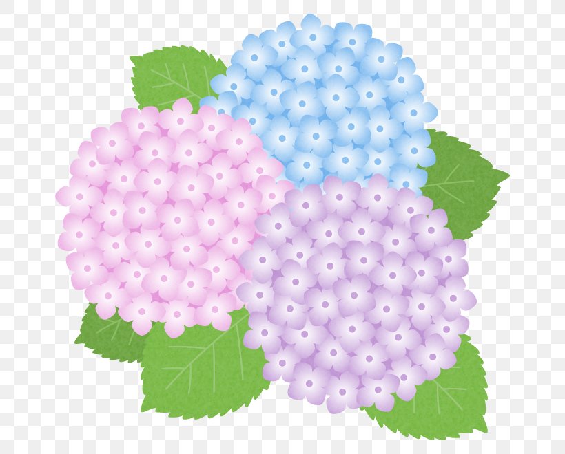 French Hydrangea Flower East Asian Rainy Season Petal, PNG, 660x660px, French Hydrangea, East Asian Rainy Season, Flower, Fruit, Hydrangea Download Free