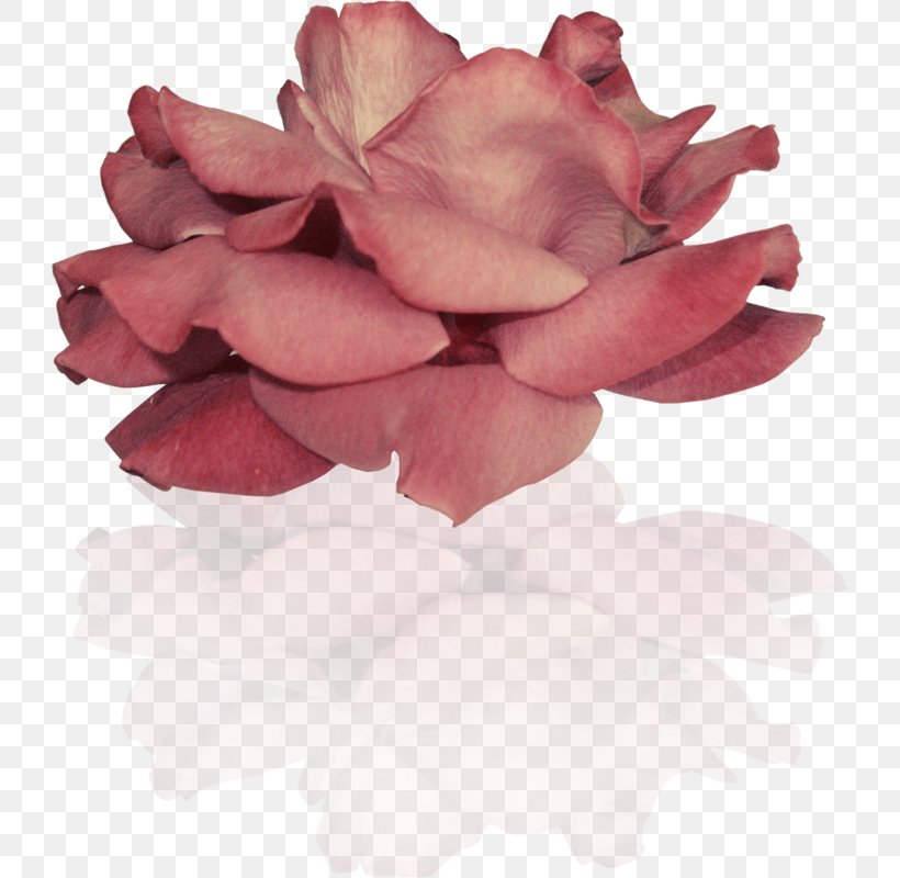 Garden Roses Cut Flowers Petal Pink M, PNG, 725x800px, Garden Roses, Cut Flowers, Flower, Flowering Plant, Garden Download Free