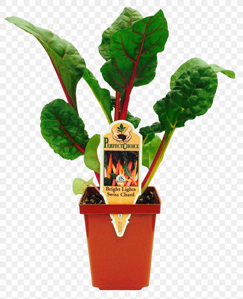 Leaf Vegetable Chard Herb Flowerpot, PNG, 1836x2254px, Leaf Vegetable, Chard, Flowerpot, Herb, Plant Download Free
