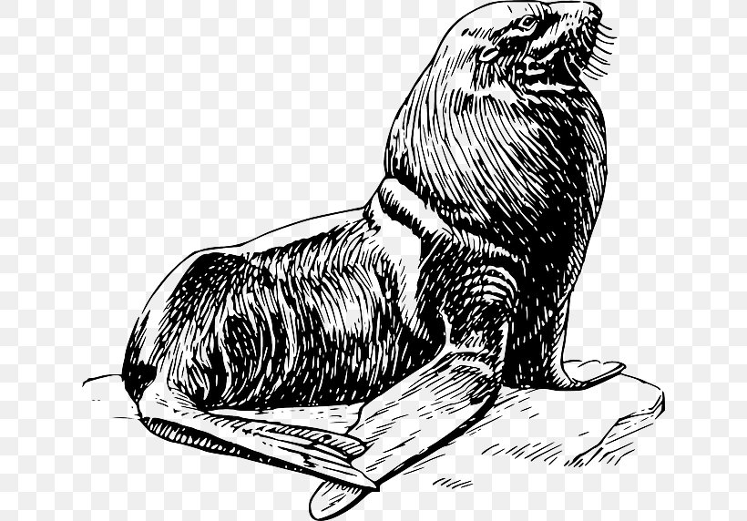 Pinniped Free Clip Art, PNG, 640x572px, Pinniped, Arm, Art, Bear, Beaver Download Free