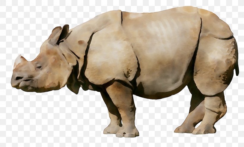 White Rhinoceros Bengali Language Video, PNG, 1600x964px, Rhinoceros, Animal, Animal Figure, Bengali Language, Black Rhinoceros Download Free