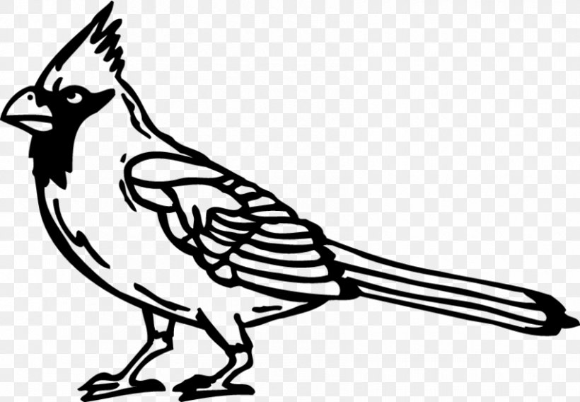 Beak Feather Line Art Cartoon Clip Art, PNG, 850x589px, Beak, Artwork, Bird, Black And White, Cartoon Download Free