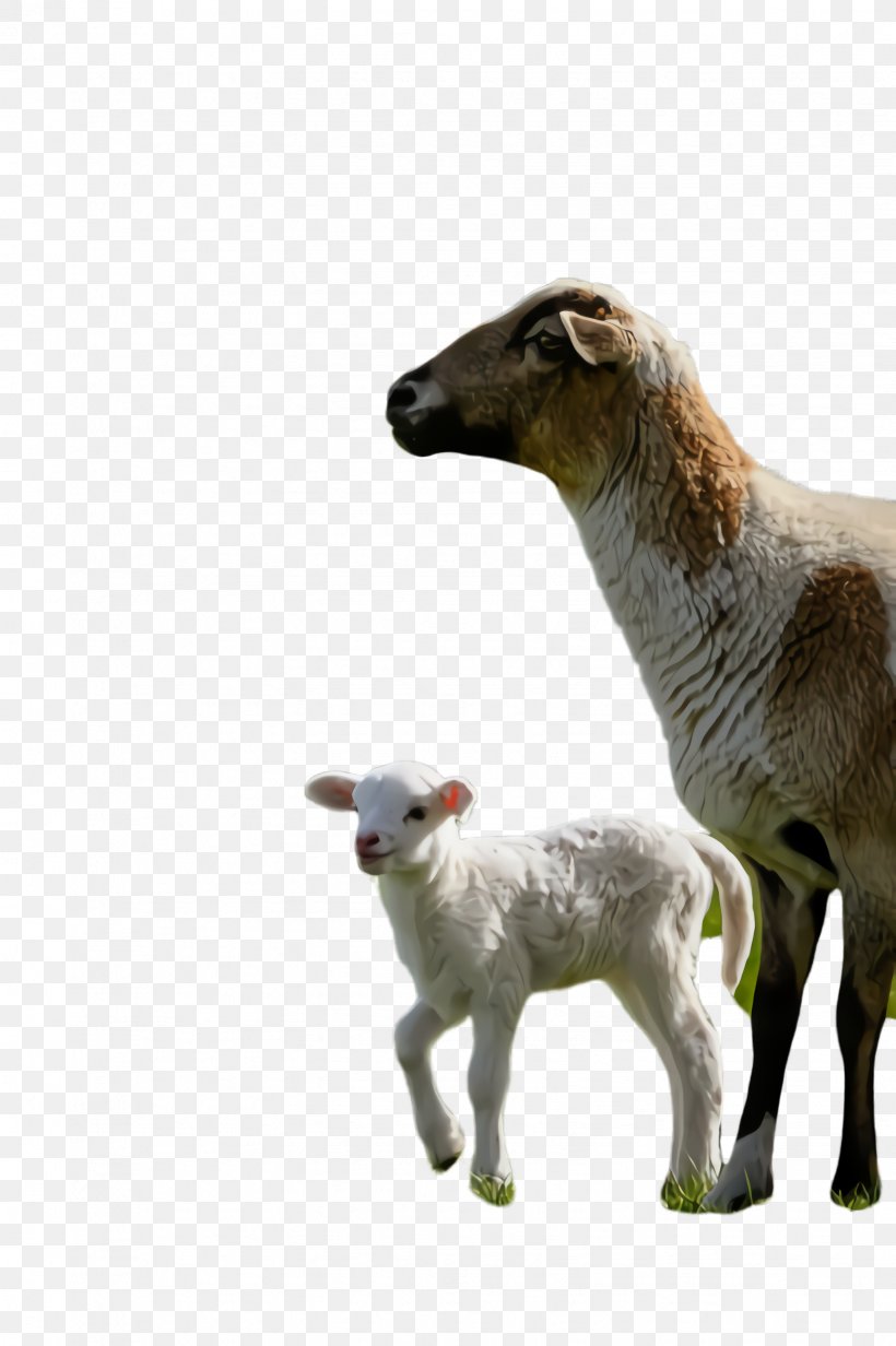 Eid Al Adha Adha, PNG, 1632x2452px, Sheep, Alpaca, Animal Figure, Argali, Breed Download Free
