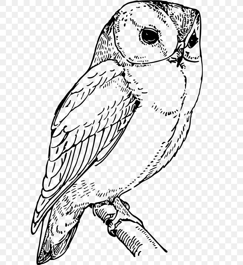 Owl Clip Art Vector Graphics Drawing, PNG, 611x893px, Owl, Barn Owl, Beak, Bird, Bird Of Prey Download Free