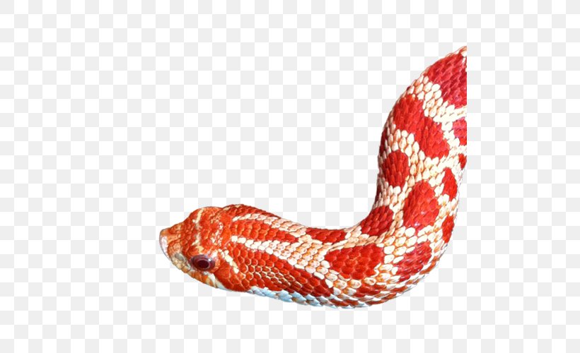 Western Hognose Snake Reptile Kingsnakes Elaphe Carinata, PNG, 500x500px, Snake, Animal, Black Rat Snake, Boa Constrictor, Boas Download Free