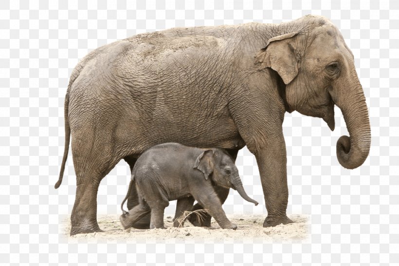 African Bush Elephant Asian Elephant Clip Art, PNG, 960x640px, African Bush Elephant, African Elephant, African Forest Elephant, Asian Elephant, Elephant Download Free