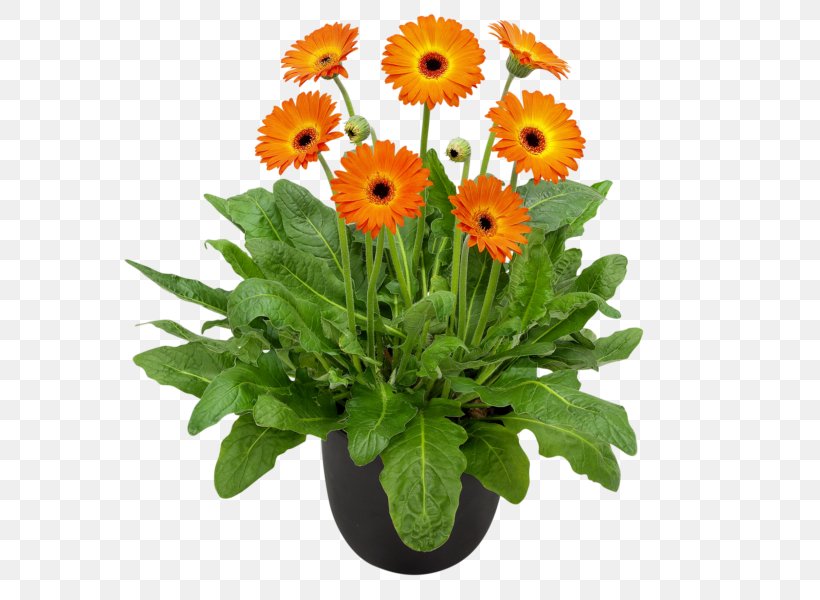 Gardening Flower Hardy Gerbera Garvinea Sweet Collection Plants, PNG, 600x600px, Garden, Annual Plant, Barberton Daisy, Chrysanths, Cut Flowers Download Free