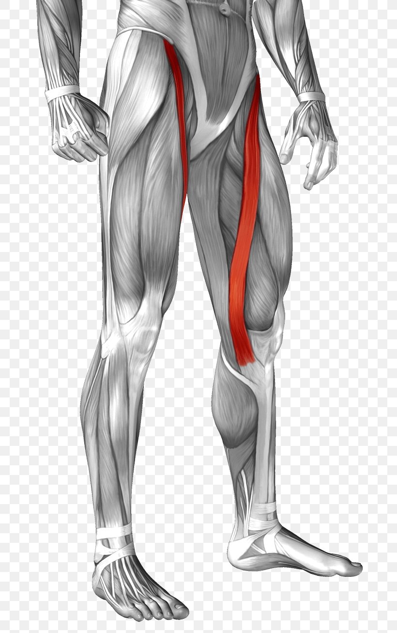 Sartorius Muscle Anatomy Rectus Femoris Muscle Human Body, PNG, 800x1306px, Watercolor, Cartoon, Flower, Frame, Heart Download Free