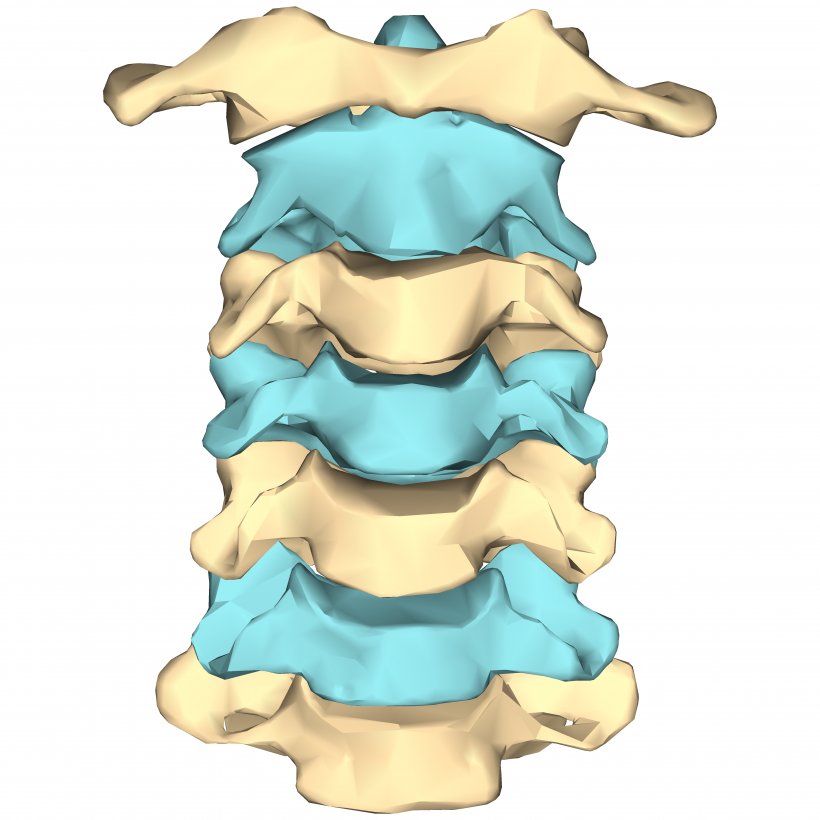 Cervical Vertebrae Human Vertebral Column Neck, PNG, 4500x4500px, Cervical Vertebrae, Anatomy, Atlas, Axis, Bone Download Free