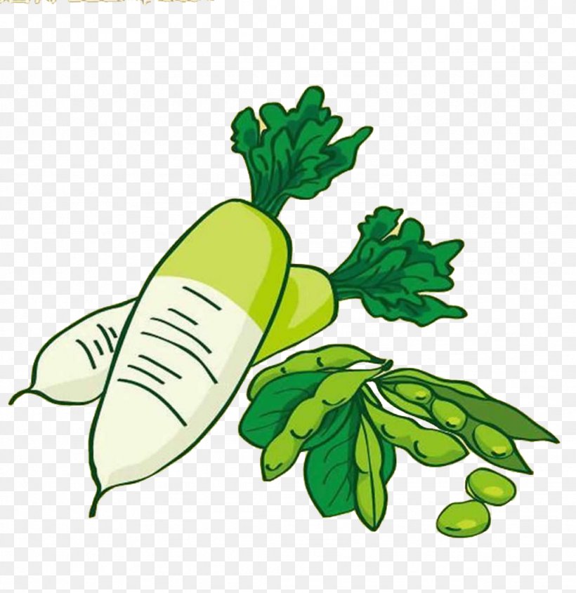 Edamame Vegetable Radish Food Bean, PNG, 1024x1056px, Edamame, Bean, Broad Bean, Chinese Cabbage, Flower Download Free