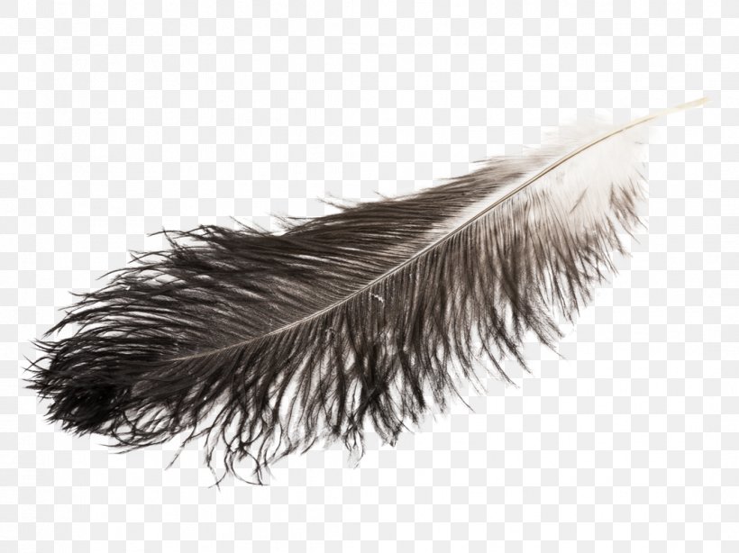 Feather Duster Plumes D'autruche Article White, PNG, 1067x800px, Feather, Article, Black And White, Color, Feather Duster Download Free