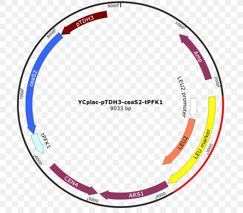Vector International Genetically Engineered Machine Plasmid Bicycle Wheels PGK1, PNG, 804x720px, Vector, Area, Ball, Bicycle Part, Bicycle Wheel Download Free