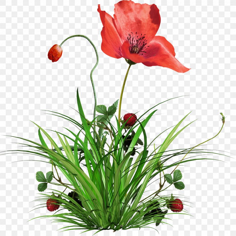 Flower Plant Poppy Clip Art, PNG, 2500x2498px, Flower, Anemone, Cut Flowers, Floral Design, Floristry Download Free